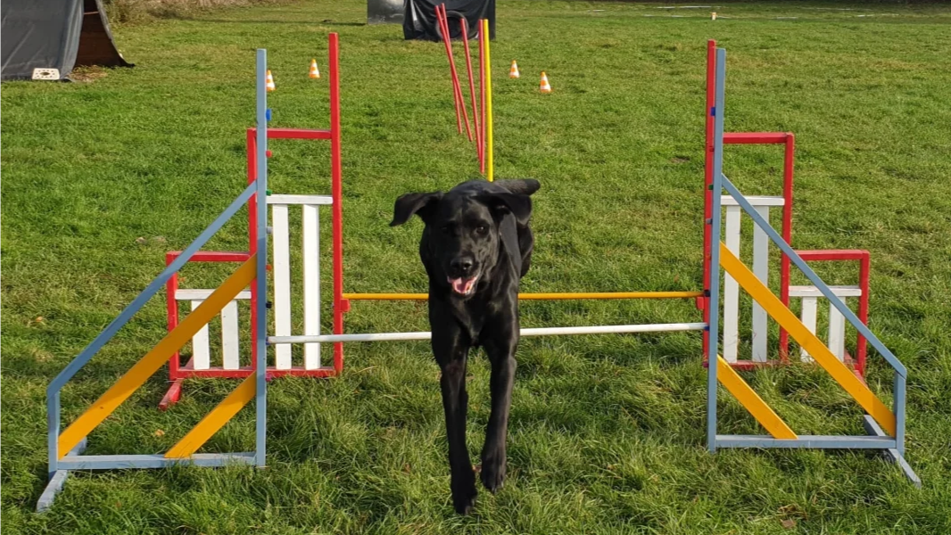 DogFun-Training auf dem Vereinsgelände
