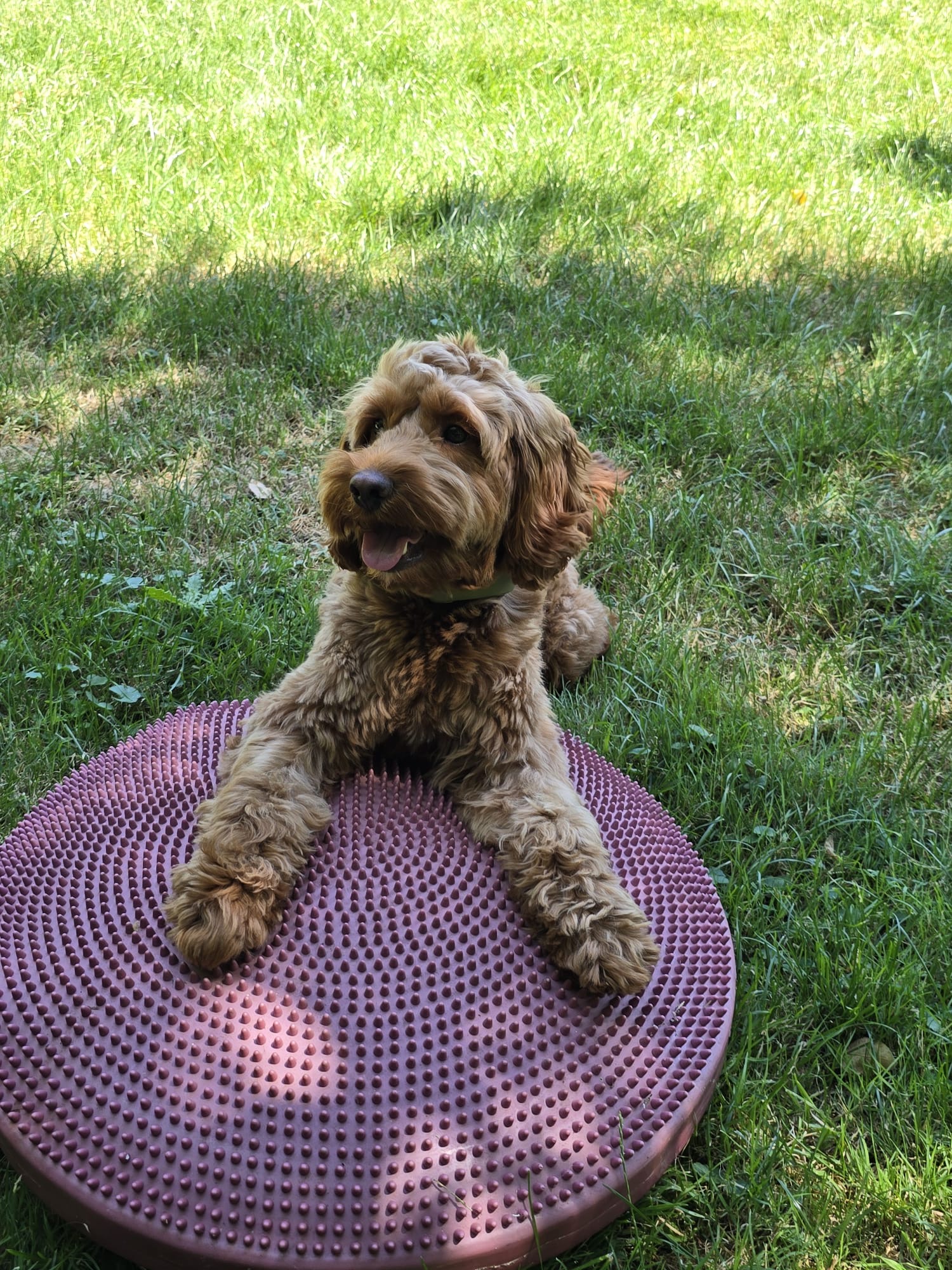 DogFun