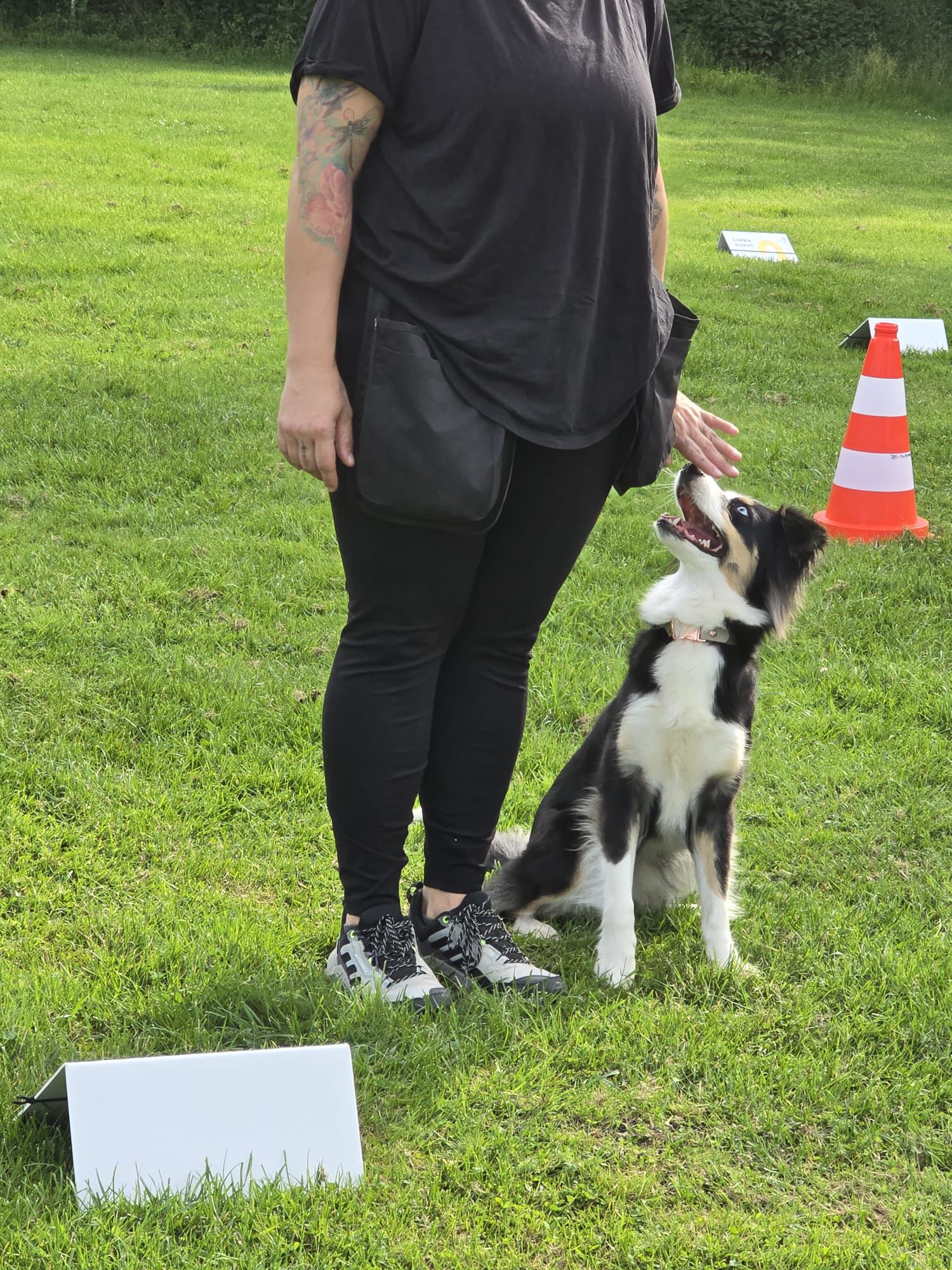 Rally Obedience