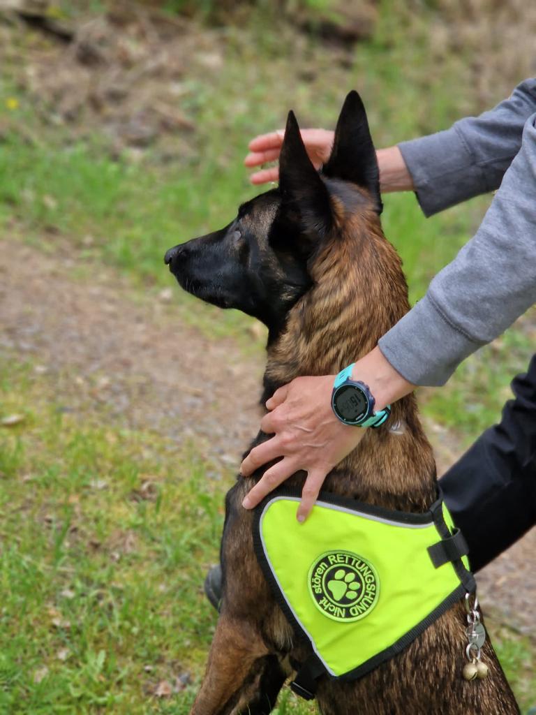 Rettungshund im Einsatzgeschirr