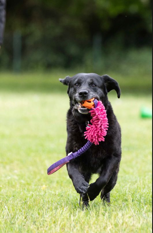 Hund bringt das Beutespielzeug zurück