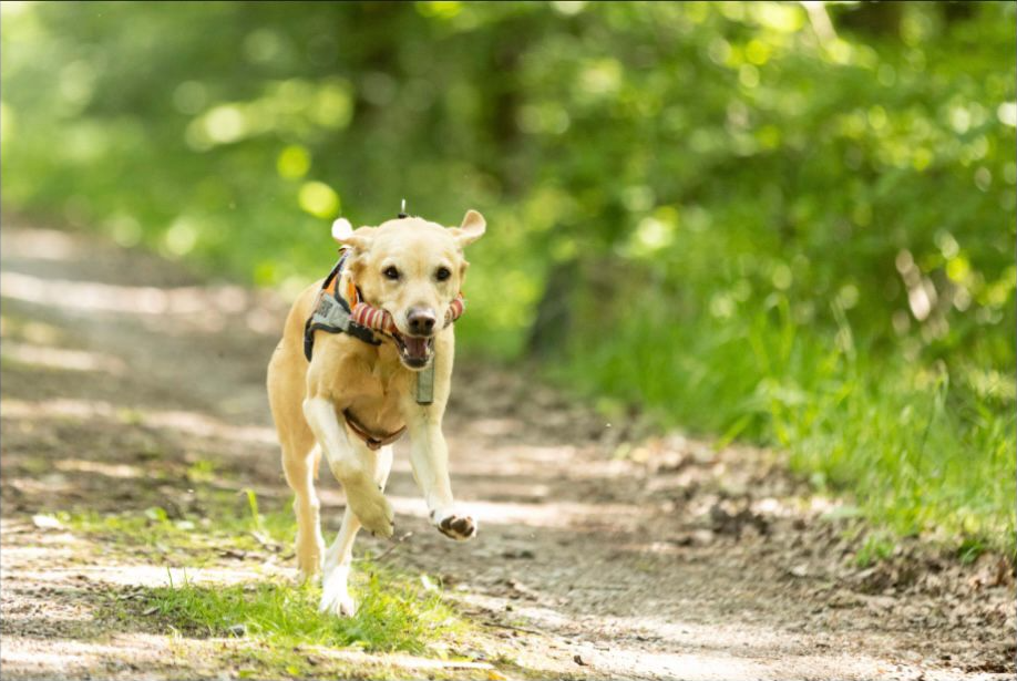 Rettungshund mit Bringsel auf dem Waldweg