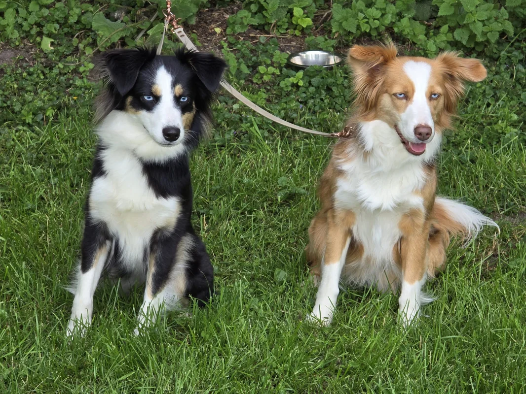 Hunde im Herbst