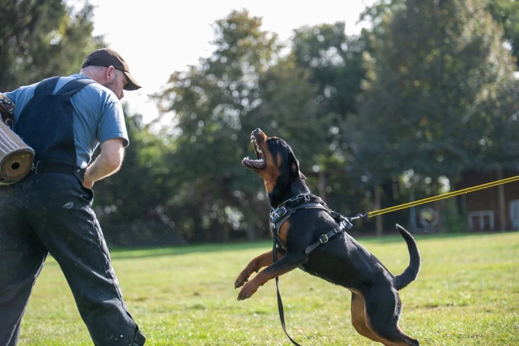 IGP / Gebrauchshund