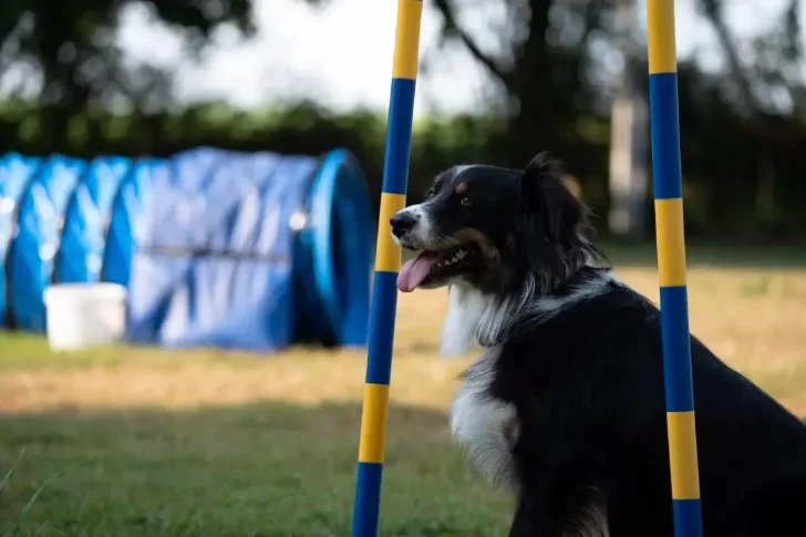 Agility Anfänger